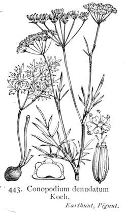  Conopodium majus