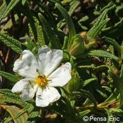 http://animateur-nature.com/Fiches-botaniques/Images/ciste-montpellier.jpg