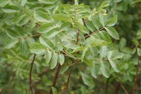 http://www.lotnature.fr/botanique/local/cache-vignettes/L560xH374/Photos_C._Talou_-_2-873b3.jpg