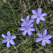 aphyllanthe