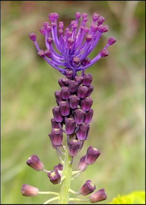 Muscari  toupet