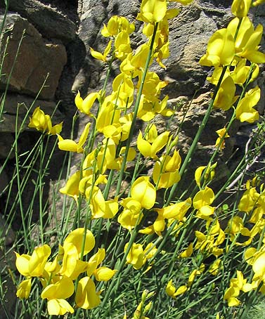 http://jeantosti.com/Fleurs/genet.jpg