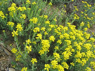http://upload.wikimedia.org/wikipedia/commons/thumb/1/12/Genista_hispanica2.jpg/320px-Genista_hispanica2.jpg