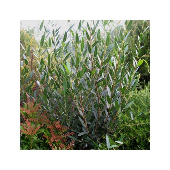 Filaire  feuilles troites