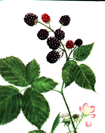 http://i21.servimg.com/u/f21/12/51/78/75/ronce_12.jpg
