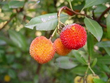 Fichier:Arbutus sp. fruit.jpg
