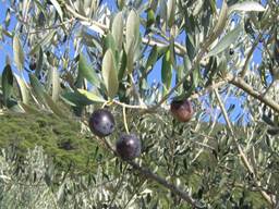 Fichier:Olives1.jpg