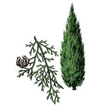 https://encrypted-tbn1.google.com/images?q=tbn:ANd9GcQ2Jq39oohdBV3nvBSheGVL37xx6s5y67HzzRun2mgYFnRN1Y5JWA