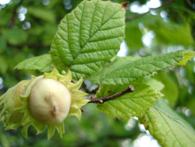 http://ddata.over-blog.com/xxxyyy/2/02/69/12/arbre/noisetier.jpg